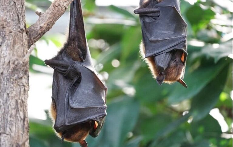 Dream About Bats