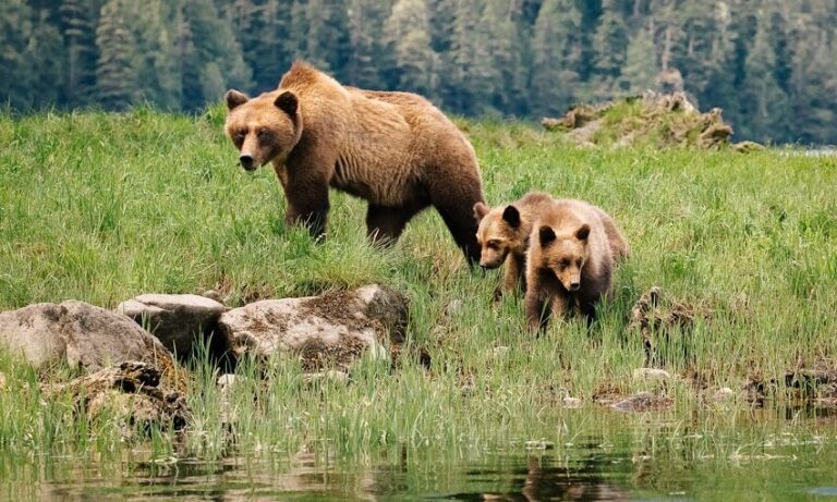 Dream About Bears,