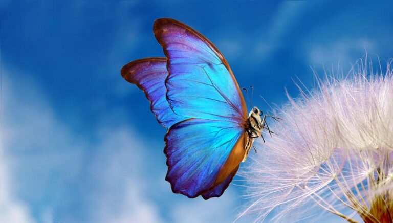 Dream About Butterflies