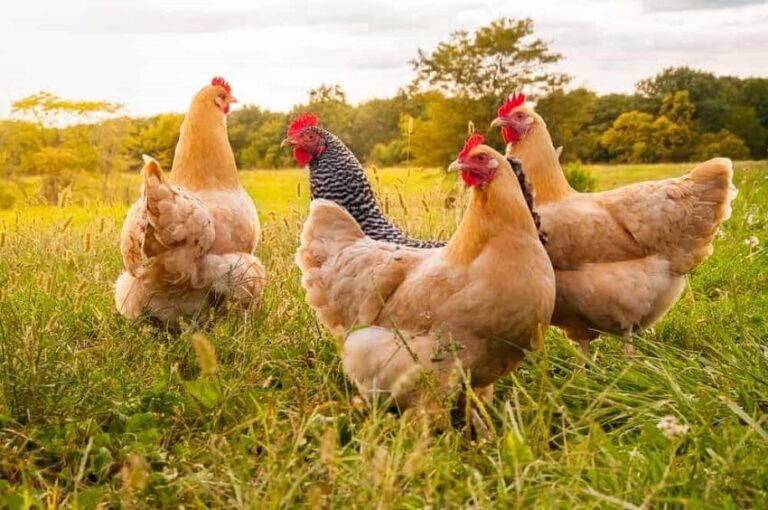 Dream About Chickens