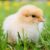 Dream about Chicks (Spiritual Meanings & Interpretation)