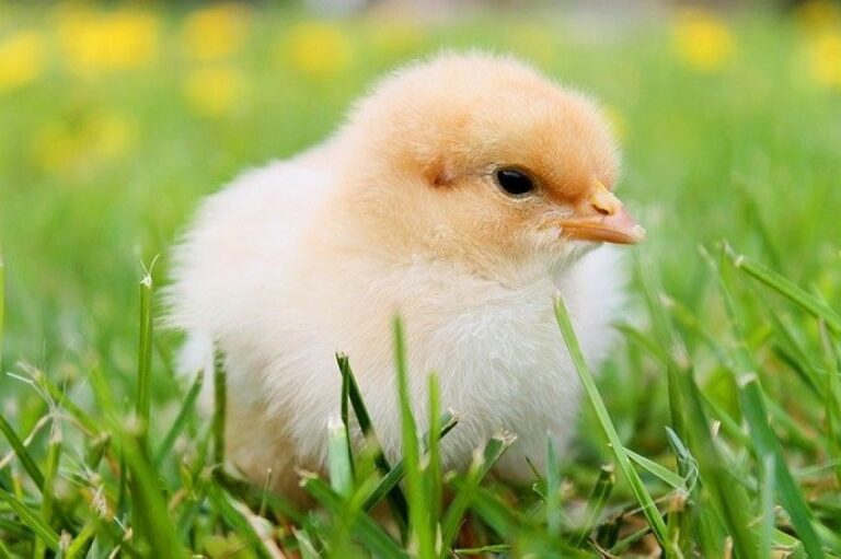 Dream About Chicks
