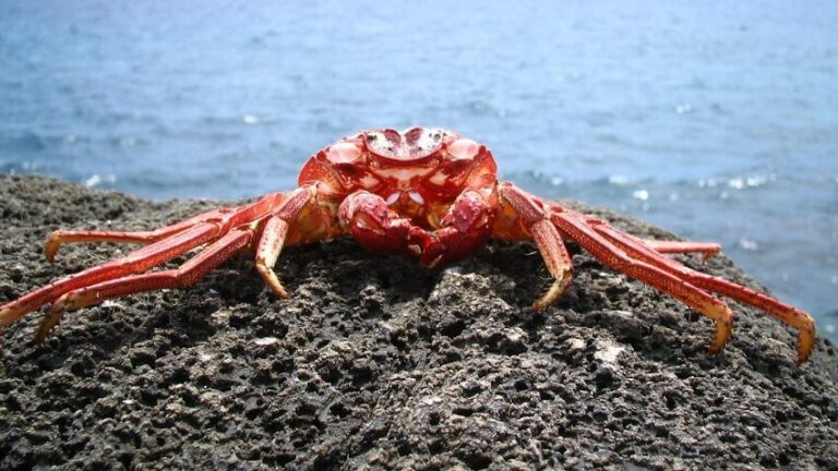 Dream About Crabs