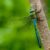 Dream about Dragonflies (Spiritual Meanings & Interpretation)