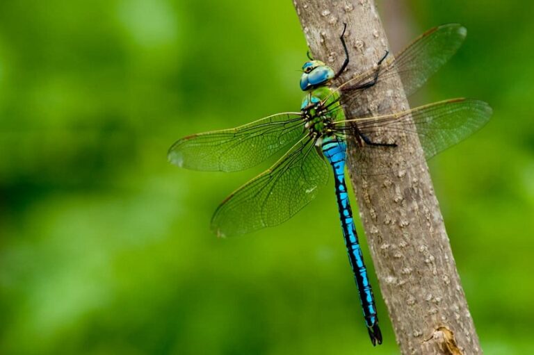 Dream About Dragonflies