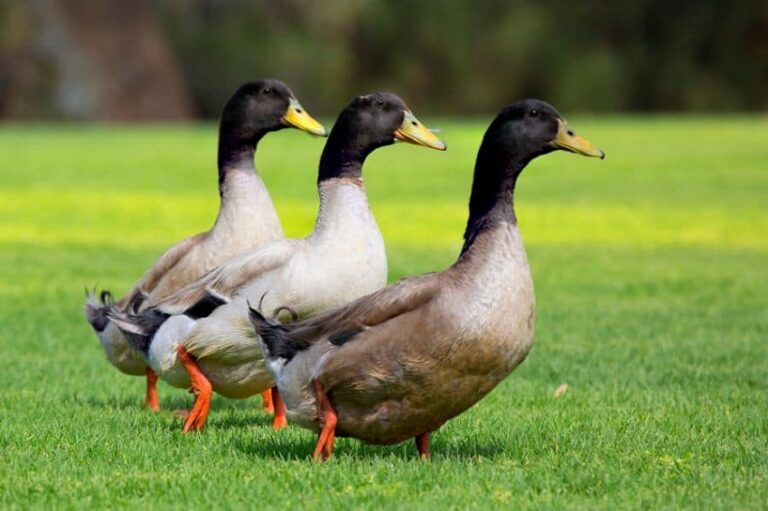 Dream About Ducks