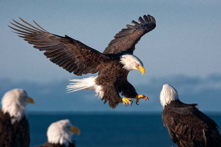 Dream About Eagle