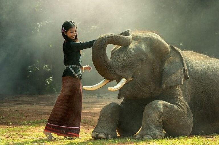 Dream About Elephants