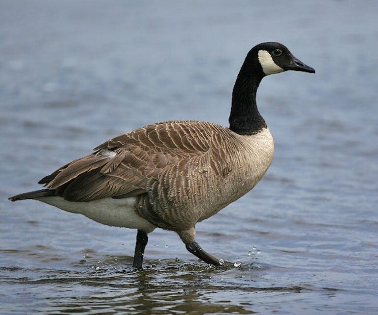 Dream About Geese