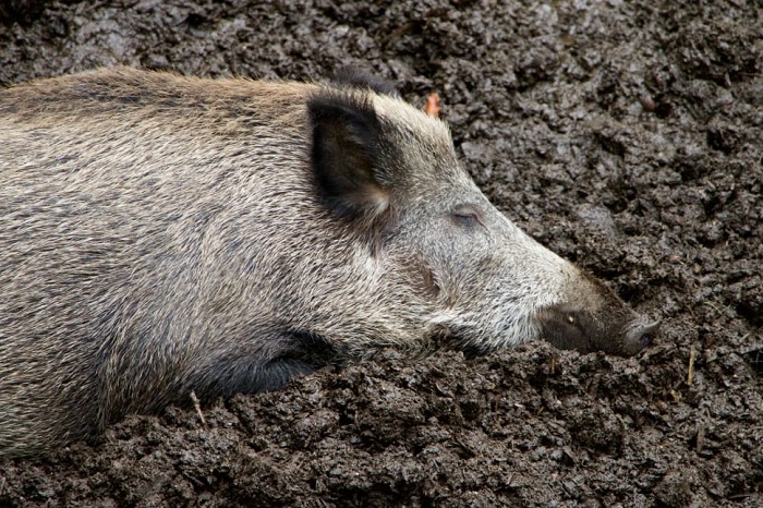 Dream About Gray Wild Boar