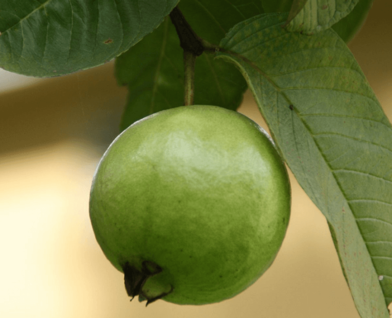 Dream About Guavas
