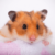 Dream About Hamster (Spiritual Meanings & Interpretation)