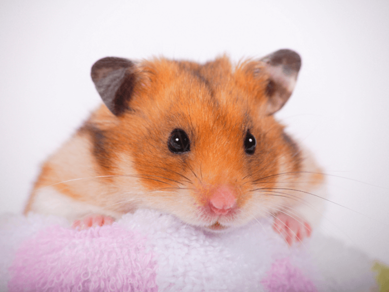 Dream About Hamster