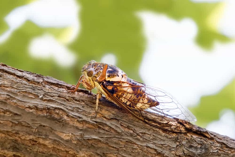 Dream About Insects