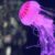 Dream About Jellyfish (Spiritual Meanings & Interpretation)