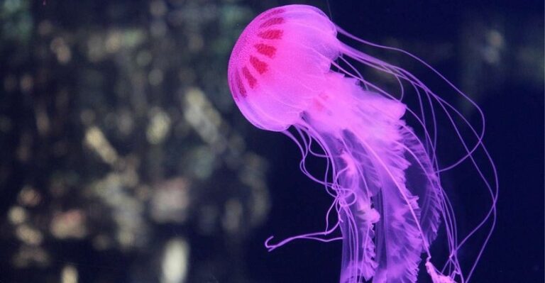 Dream About Jellyfish