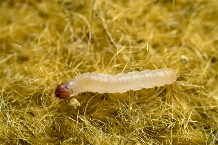 Dream About Larvae