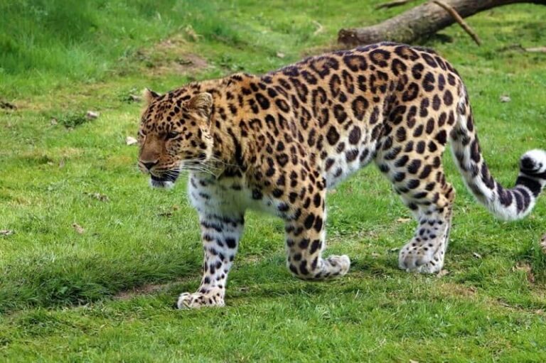 Dream About Leopard Cub
