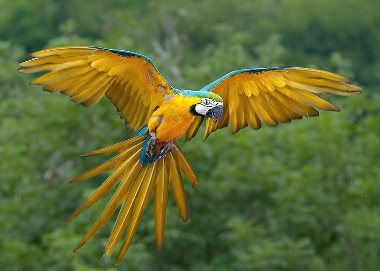 Dream About Macaws