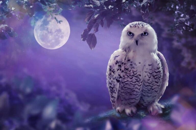 Dream About Owls