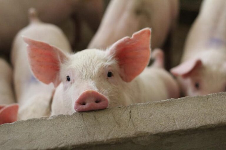 Dream About Pigs (Spiritual Meanings & Interpretation)