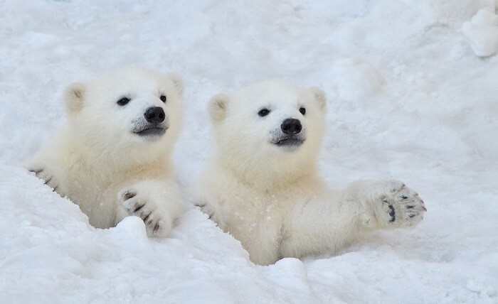 Dream About Polar Bears