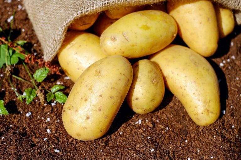 Dream About Potatoes