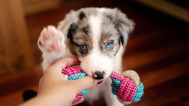 Dream About Puppies