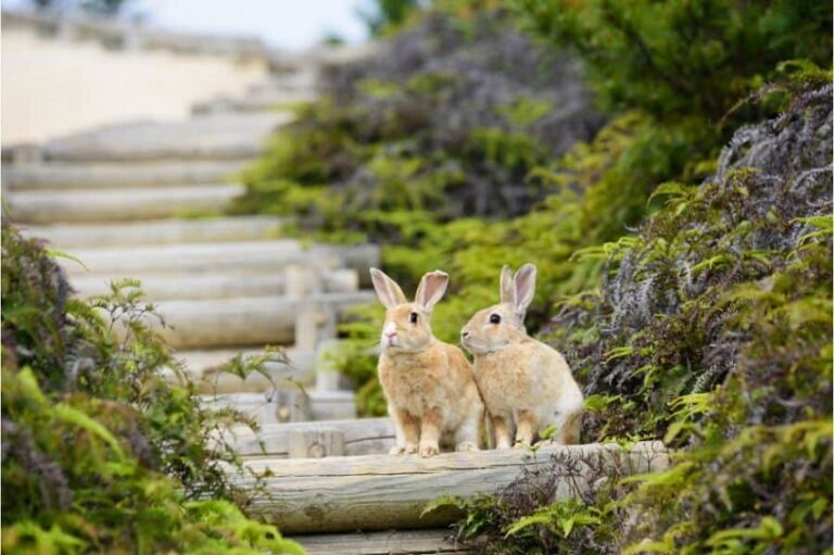 Dream About Rabbits-