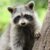 Dream About Raccoons (Spiritual Meanings & Interpretation)