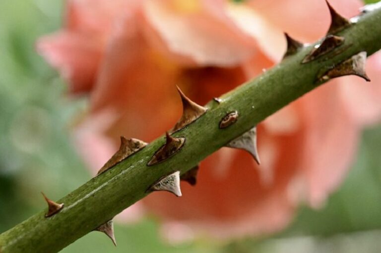 Dream About Rose Thorns