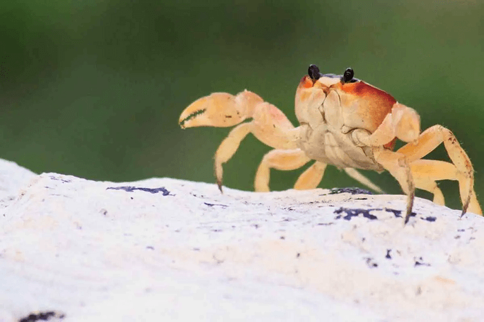 Dream About Small Crabs