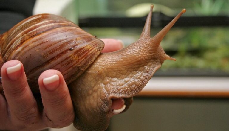Dream About Snails