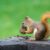 Dream About Squirrels (Spiritual Meanings & Interpretation)