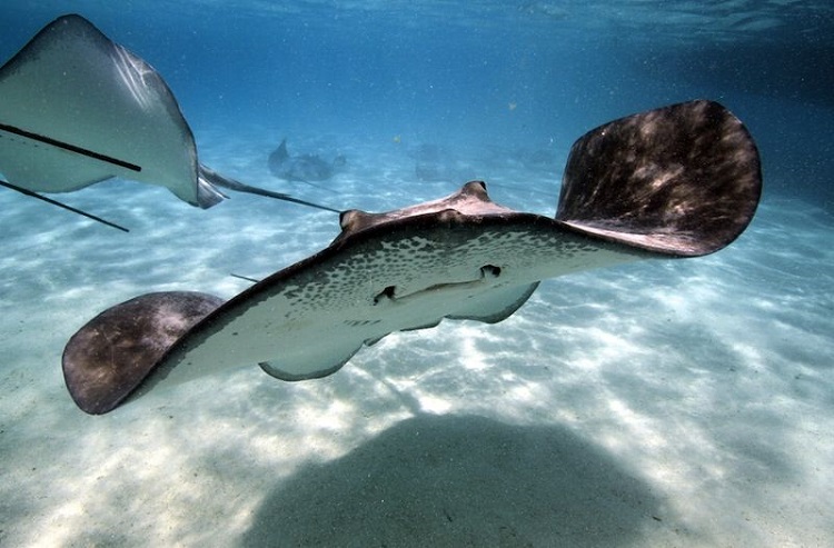 Dream About Stingrays