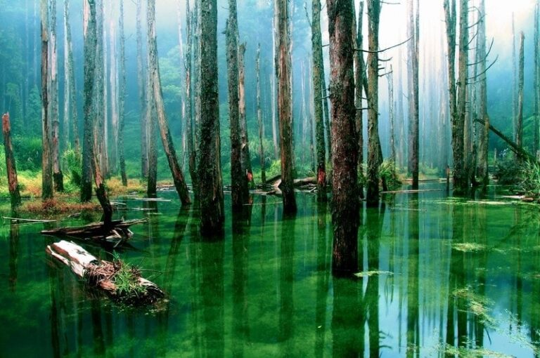 Dream About Swamp