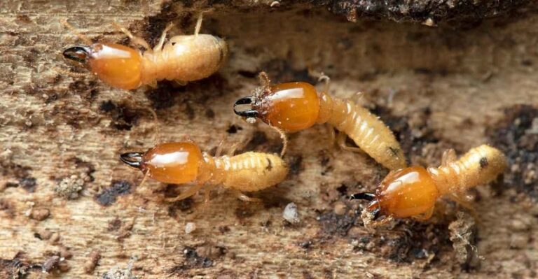 Dream About Termites