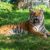 Dream About Tigers (Spiritual Meanings & Interpretation)