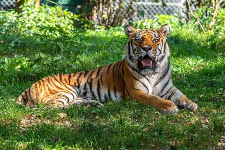 Dream About Tigers