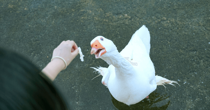 Dream About White Ducks