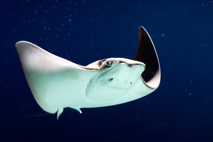 Dream About White Stingrays