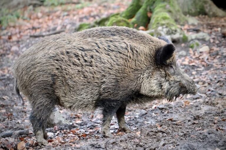 Dream About Wild Boar