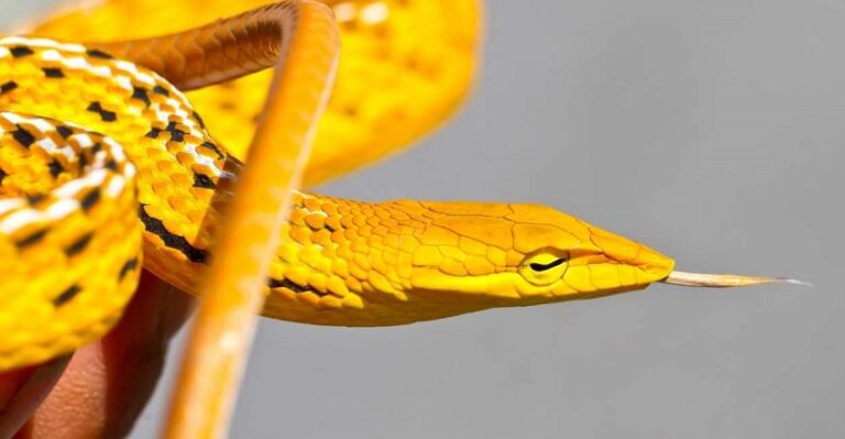 Dream About Yellow Snakes