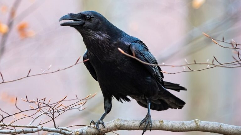 Dream Of Crows