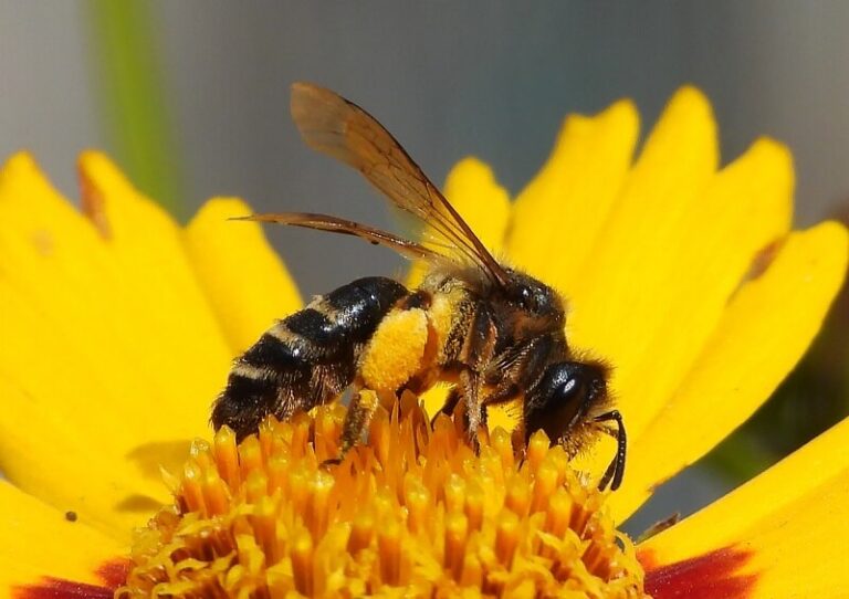 Dream about Bees