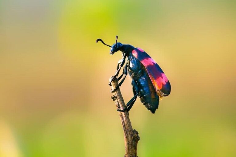 Dream about Beetle