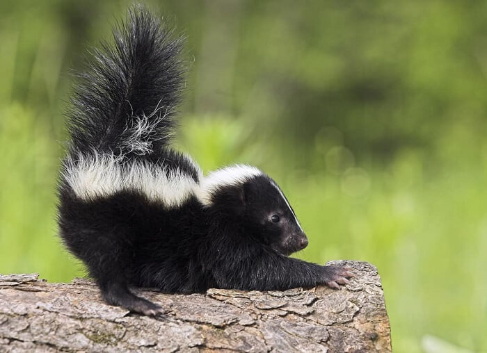 Dream about Black Skunk