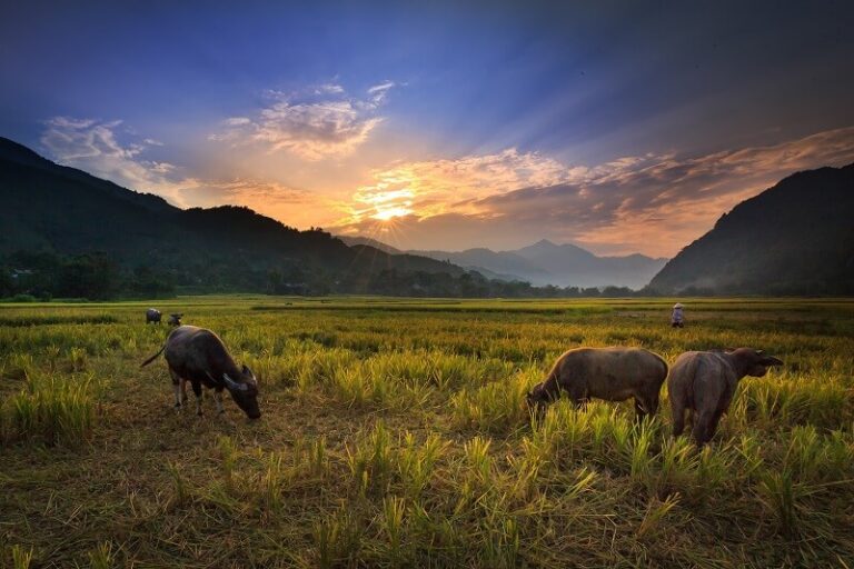 Dream about Buffalo