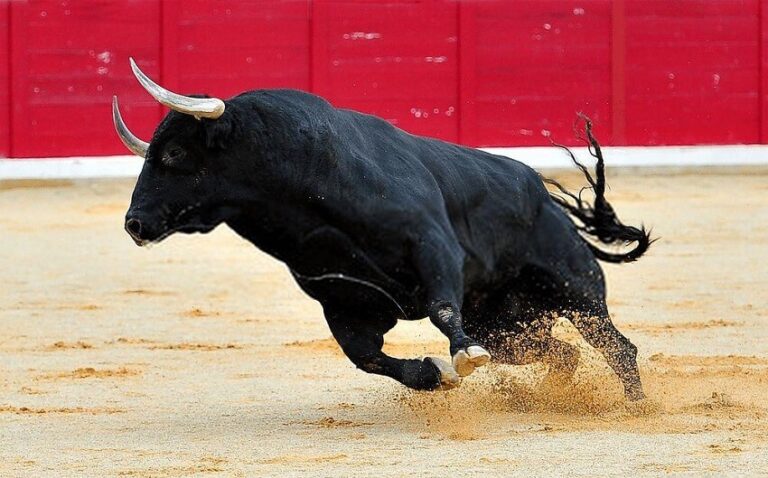 Dream about Bulls