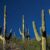 Dream about Cactus (Spiritual Meanings & Interpretation)